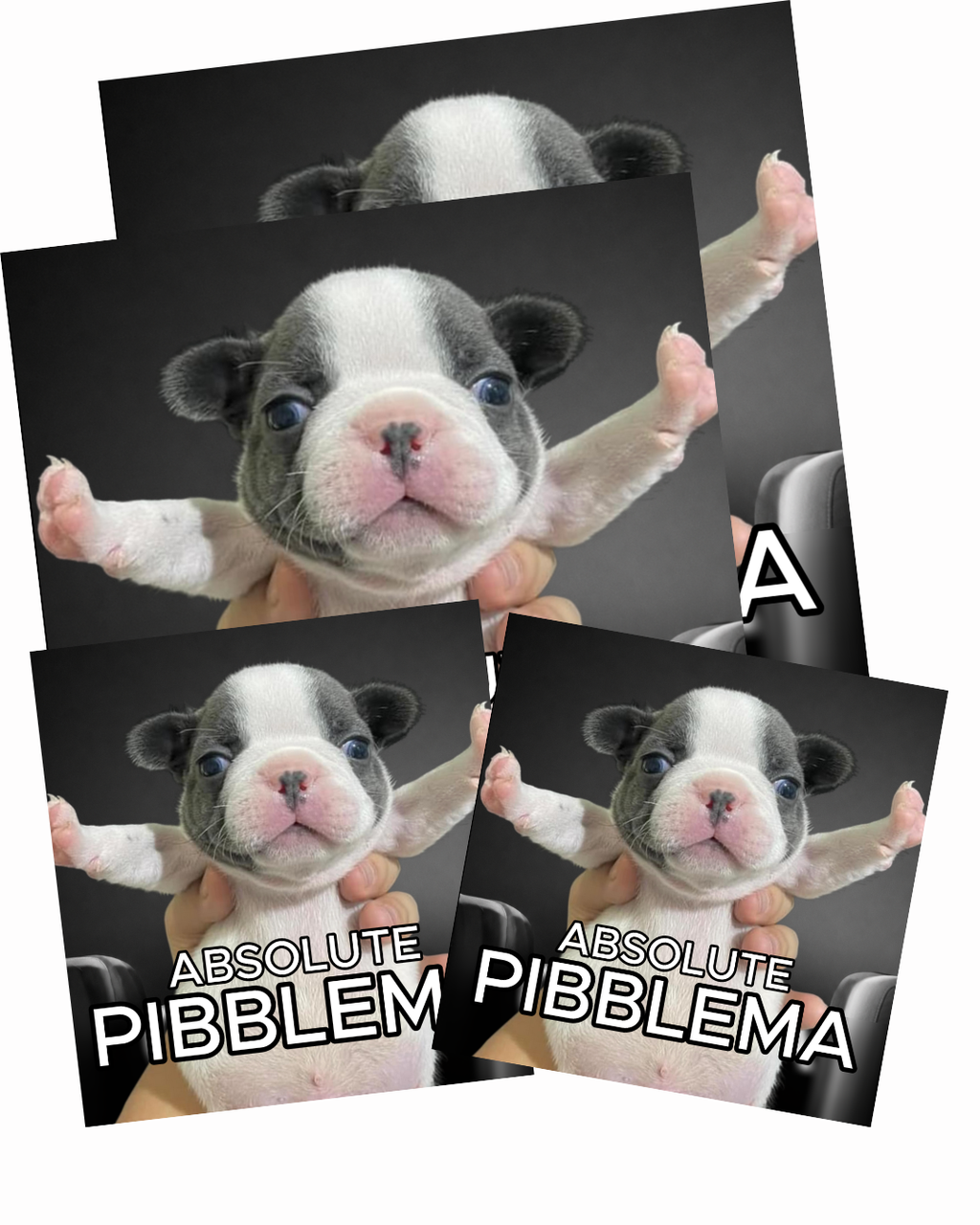 Absolute Pibblema