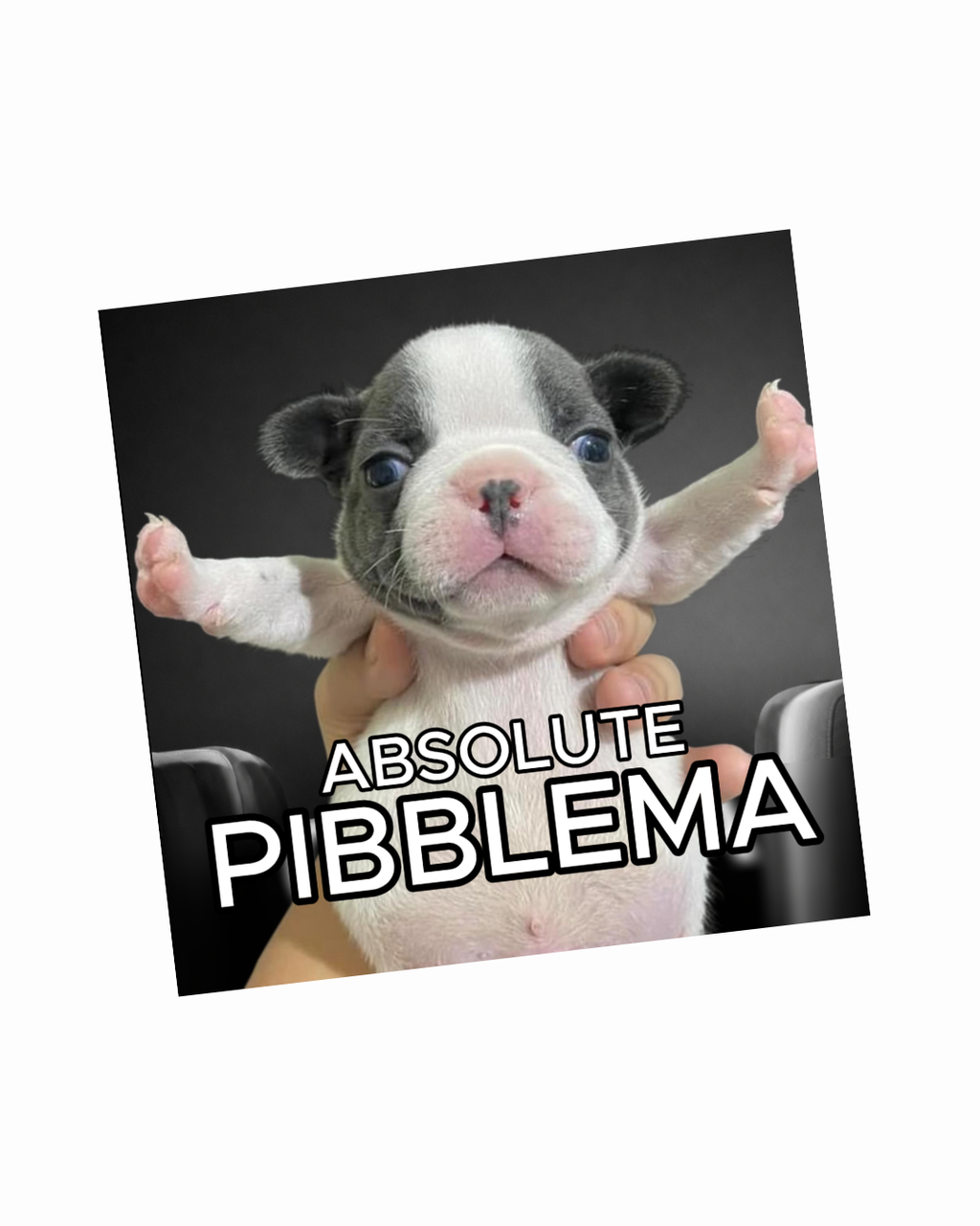 Absolute Pibblema