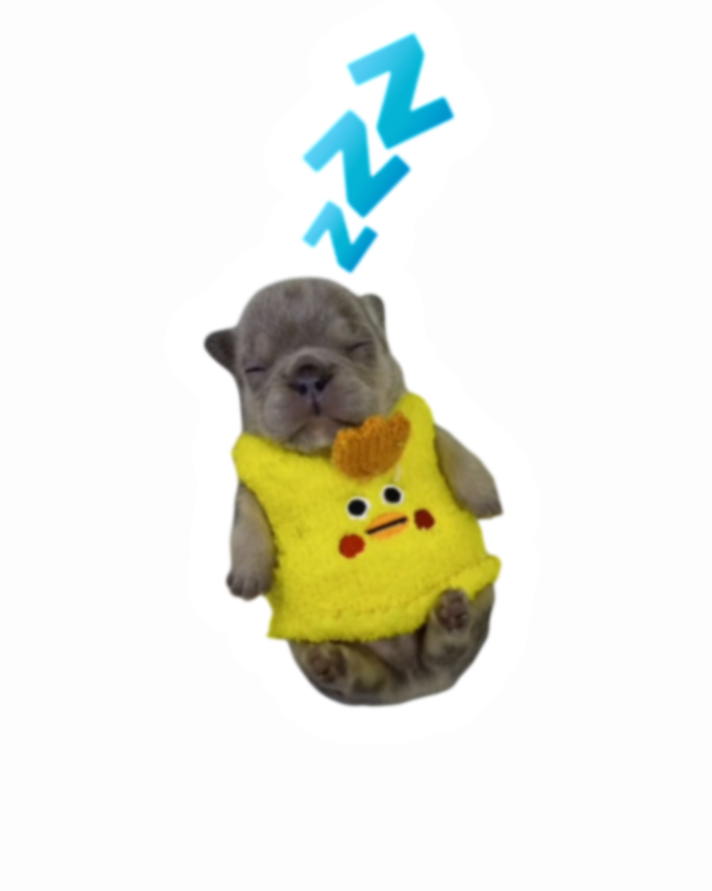 Sleepy Pibble